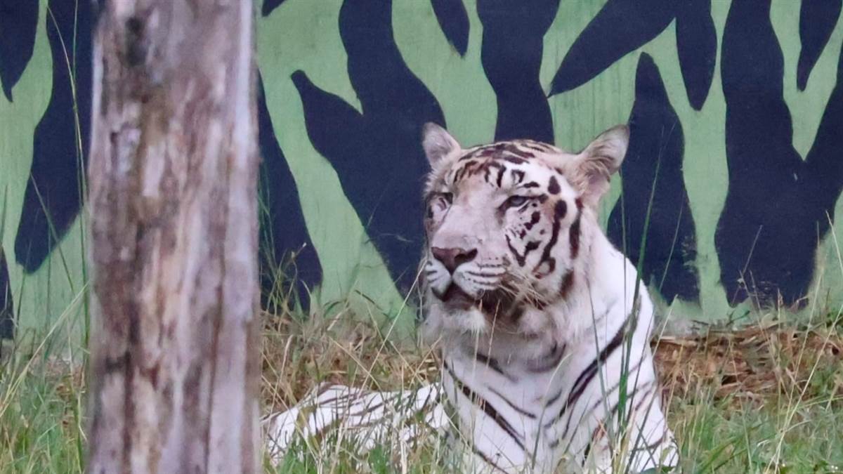 https://www.jagranimages.com/images/newimg/20082025/20_08_2025-tiger_teepu_24019596.jpg