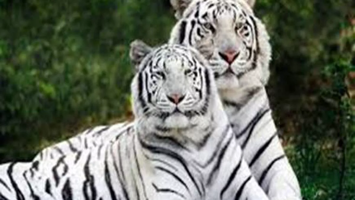 मध्य प्रदेश के मुकुंदपुर की तर्ज पर बनेगा प्रयागराज में व्हाइट टाइगर सफारी