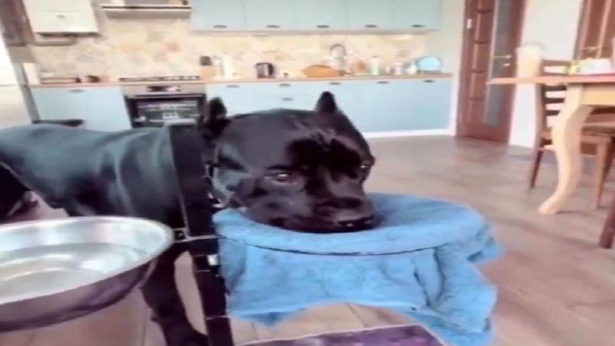 Viral Video पानी पीने के बाद, मुंह पोछता हुआ नजर आया डॉग, इंटरनेट पर