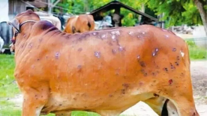 Lumpy Virus : जानिए क्या है लंपी वायरस, जिसे लेकर झारखंड में भी मचा है हड़कंप
