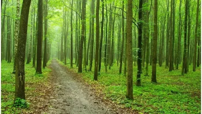 फोटो: घने जंगल की एक प्रतीकात्मक तस्वीर (जागरण)