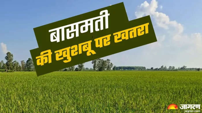 सितंबर में गर्मी का राज कायम, कम न कर दे बासमती की खुशबू!, शिवालिक पर्वतों पर खूब बरसते हैं बादल