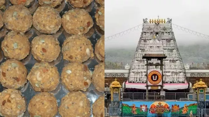 टीडीपी ने तिरुपति के लड्डू में पशुओं की चर्बी के इस्तेमाल करने के आरोप लगाए