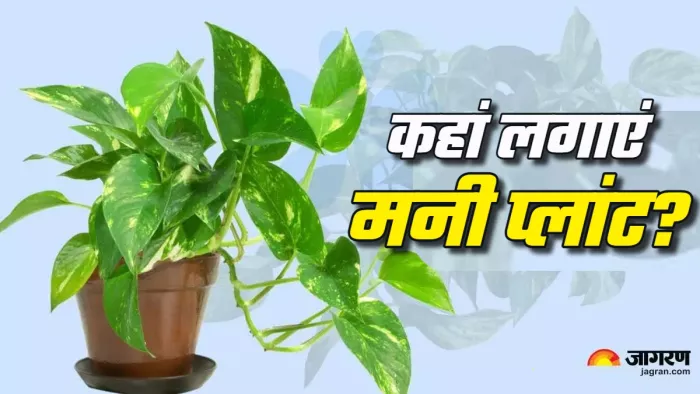 Vastu Tips for Money Plant कंगाल बना सकता है गलत तरीके से रखा मनी प्लांट