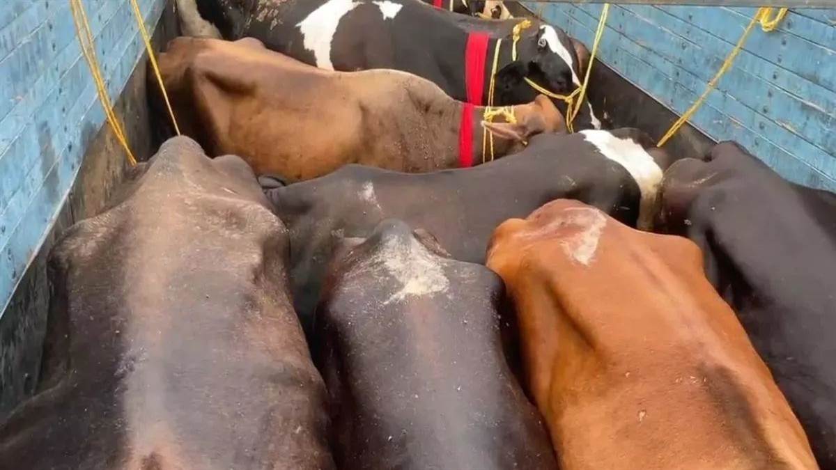 https://www.jagranimages.com/images/newimg/20092025/20_09_2025-cow__24053755.jpg