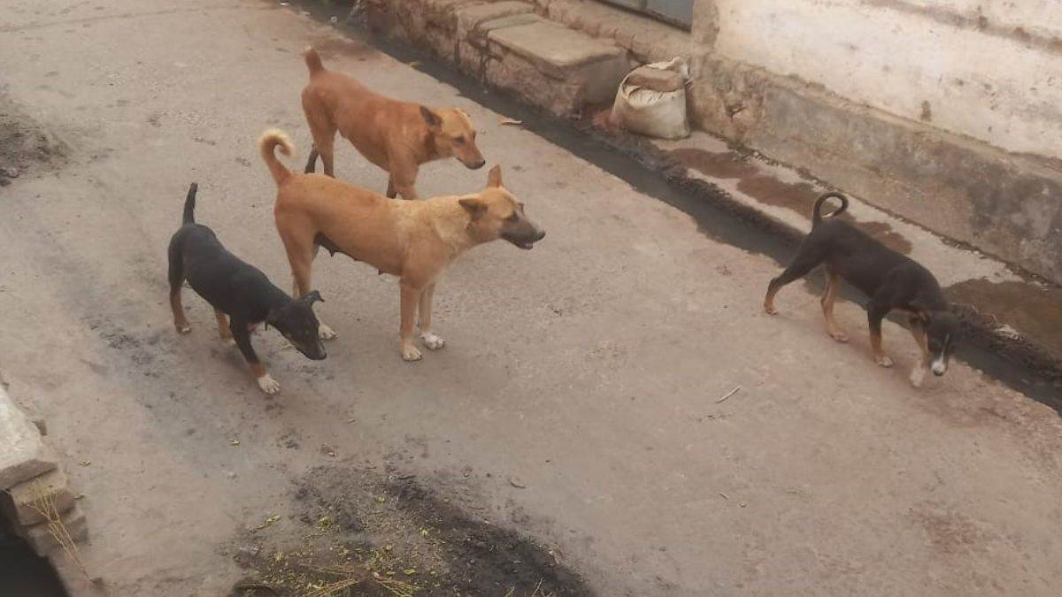 https://www.jagranimages.com/images/newimg/20092025/20_09_2025-dogs_will_be_fitted_with_chips_24053837.jpg