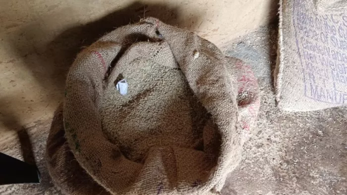 डिलर को मिला दर्जनों बोरा खराब चावल। फोटो जागरण