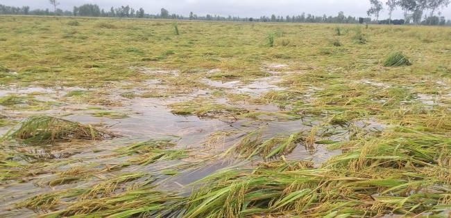 शाहजहांपुर में किसानों के अरमानों पर वज्रपात, फसलें डूबी, मकान गिरे