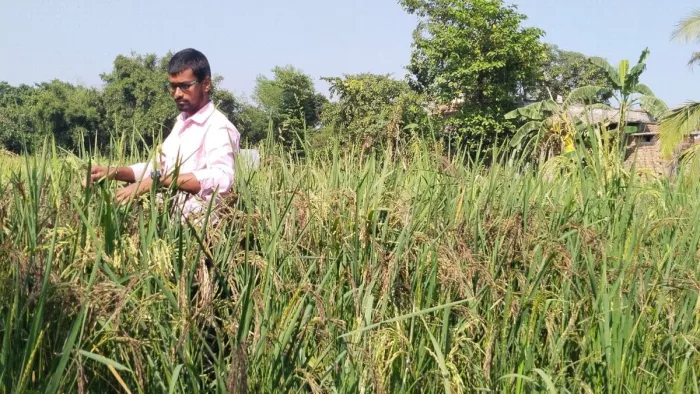धान की फसल देखते किसान शशि कुमार