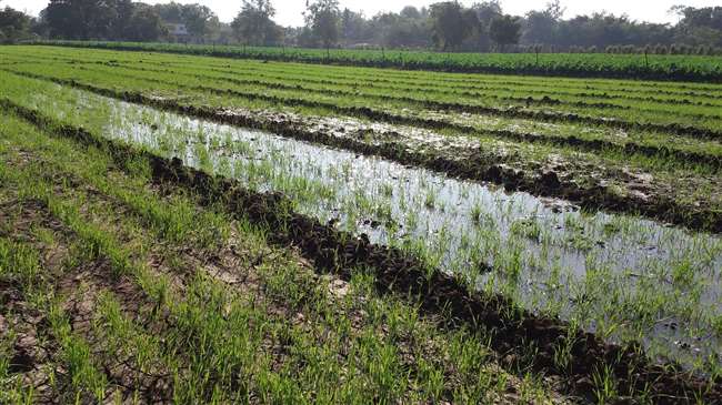 farmers happy on getting discount on taking wheat seed subsidy money will come to account