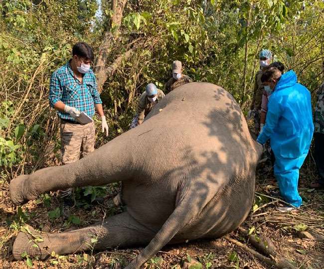 elephant died due to current in doiwala