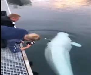 यह देख पहला व्यक्ति व्हेल को शुक्रिया कहता है।