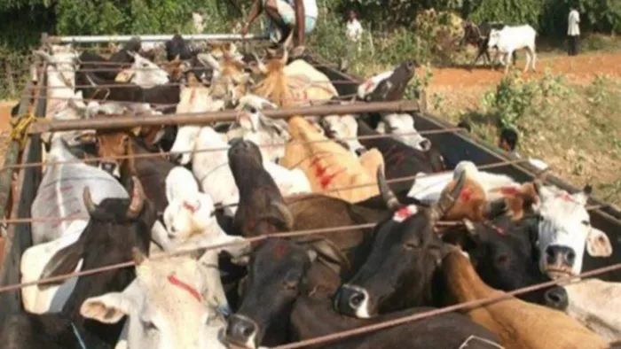 ओडिशा से तस्करी कर पश्चिम बंगाल ले जा रहे 155 मवेशी एसटीएफ ने पकडे़, फाइल फोटो