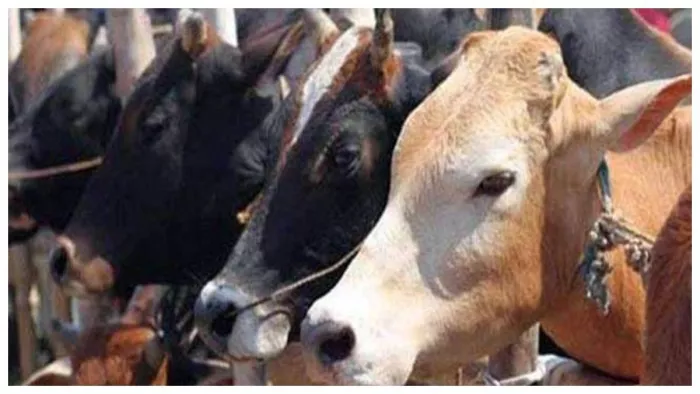 गर्भवती गाय की हत्या से ब्रजराजनगर में हंगामा।