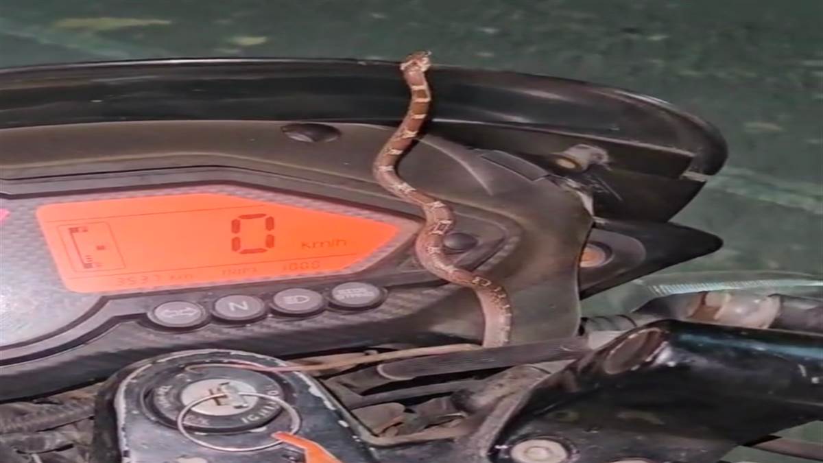 a snake got into the speed meter of a mobile showroom owners moving bike
