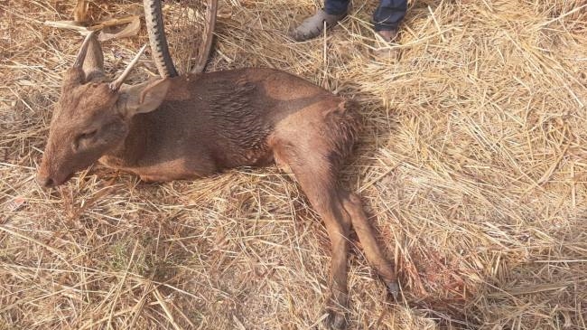 deer injured in speeding vehicle collision