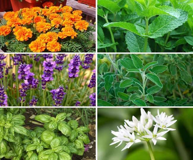 decorate your garden with these plants in the winter season know what the experts of nbri say