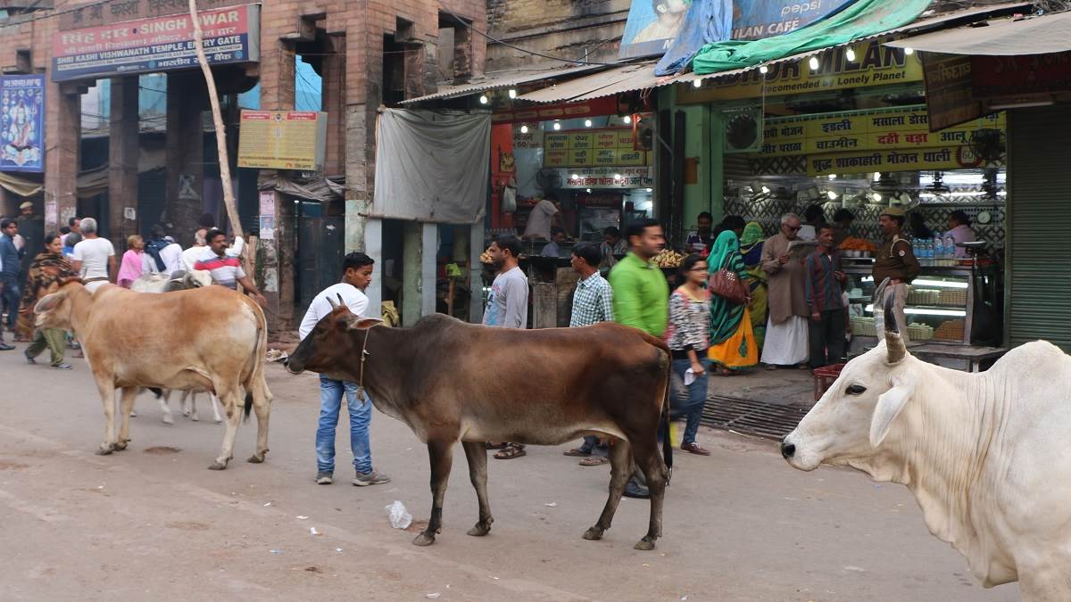 cold increases in kanpur bulls and dogs become big problem now attacking on drivers