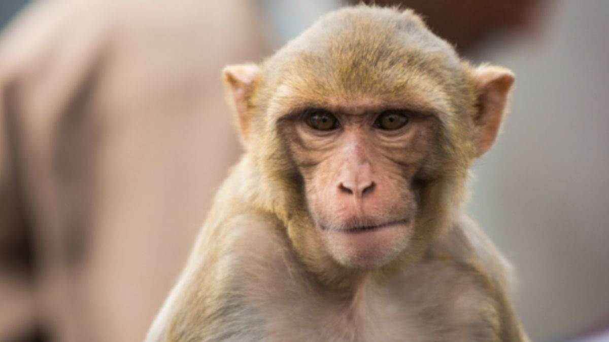 woman died in monkey attack in shamli