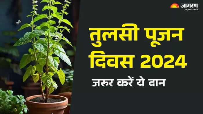 Tulsi Pujan Divas 2024: इन खास चीजों का करें दान।