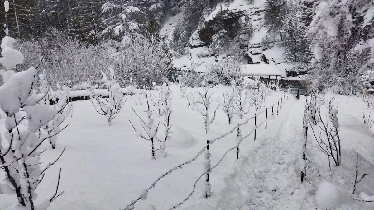 Snowfall In Uttarakhand: पिछले दो दिन से उत्‍तराखंड के ऊंचाई वाले इलाकों में रुक-रुक भारी बर्फबारी हुई है।