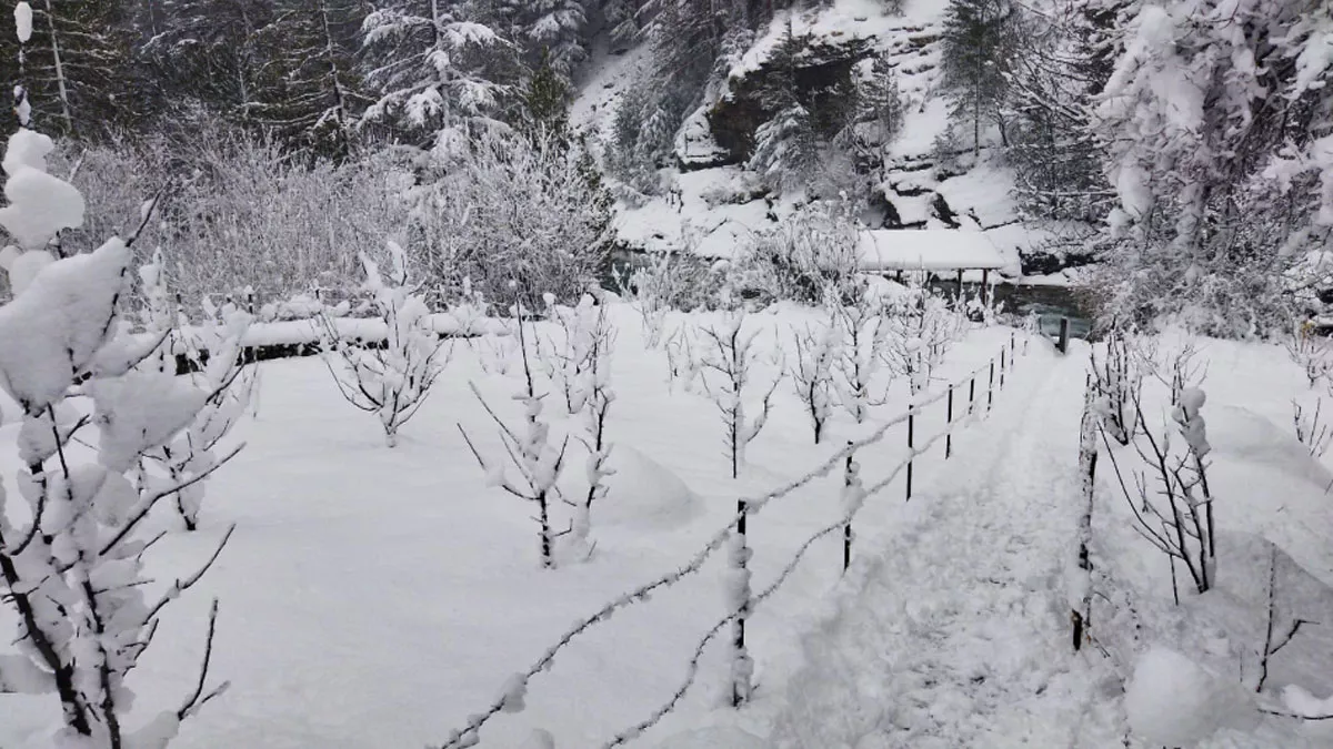 Snowfall In Uttarakhand: बर्फबारी से ढके यह 6 हिल स्‍टेशन, सर्दियों में घूमने के लिए हैं बेस्‍ट ऑप्‍शन