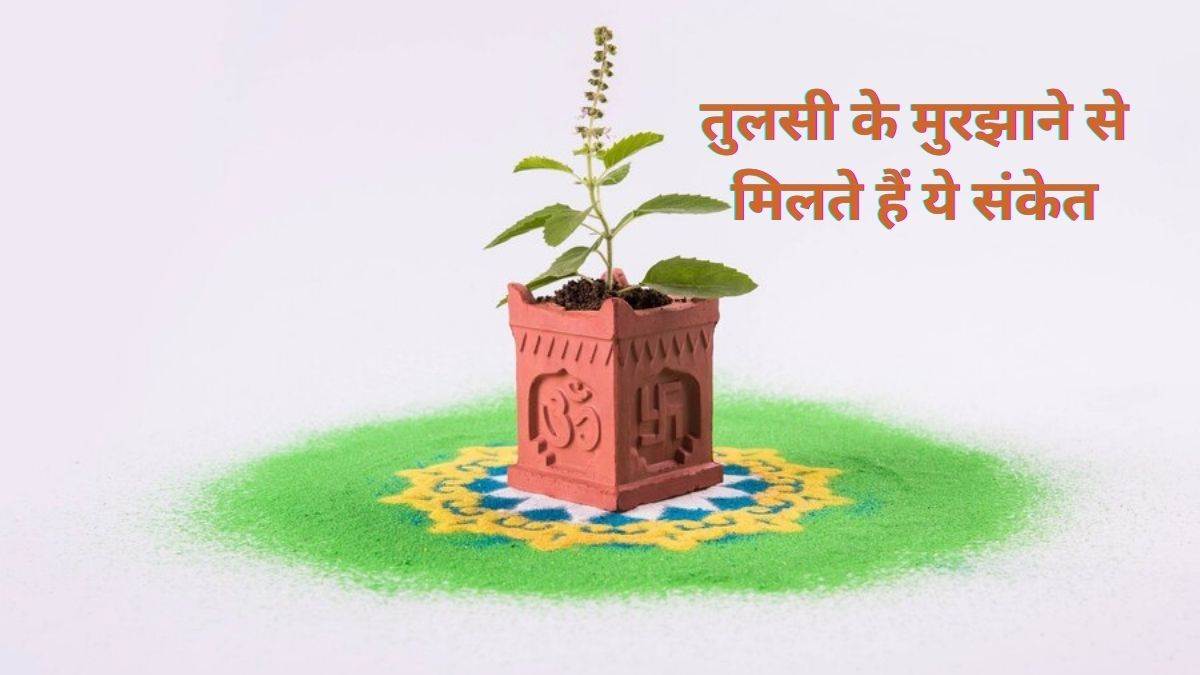 Tulsi Plant: तुलसी के मुरझाने पर हो जाएं सतर्क, मिलते हैं ये अशुभ संकेत