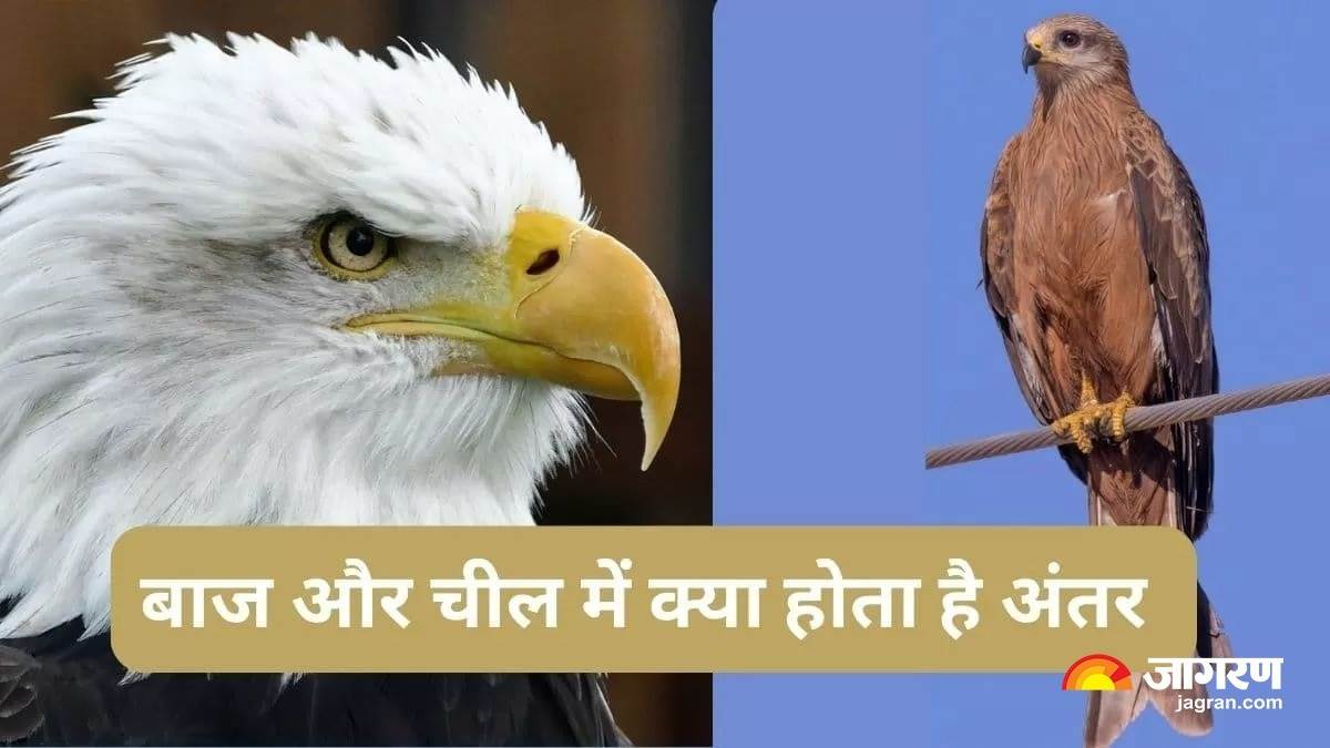 Eagle और Kite में जानें क्या होता है अंतर, कैसे करे दोनों की पहचान ...
