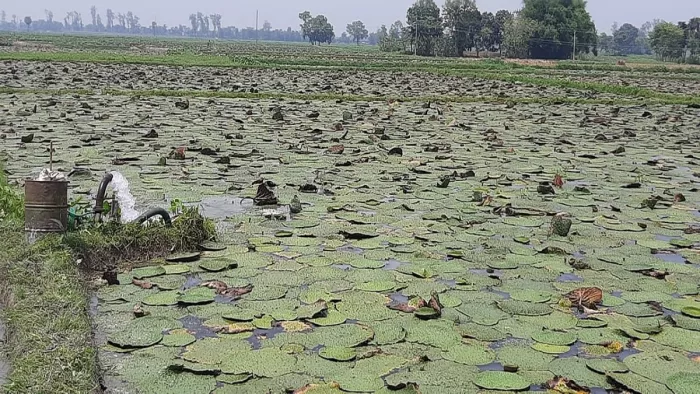 खेत में लगे मखाने की तस्वीर- फोटो जागरण।