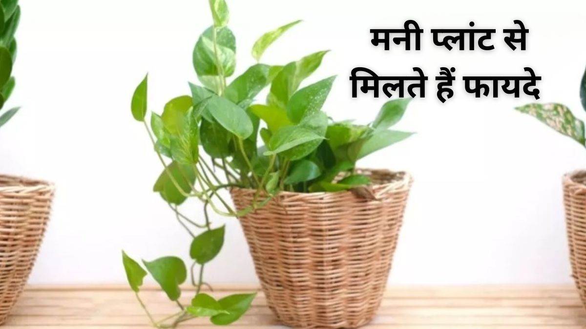 https://www.jagranimages.com/images/newimg/21022024/21_02_2024-money_plant_2_23657841.jpg
