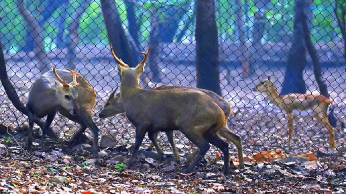 नंदनकानन चिड़ियाघर से संबलपुर लाए गए आठ हॉग डियर।