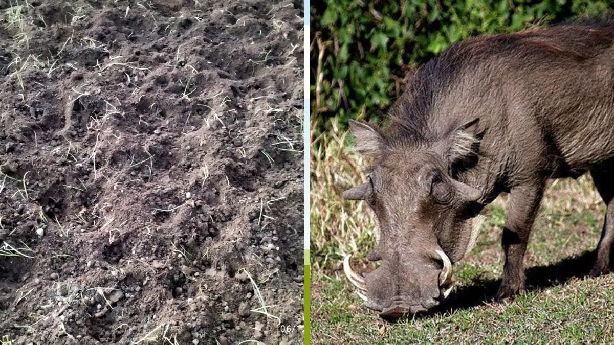 Bageshwar News: गांवों में जंगली सुअरों का आतंक, फसल कर रहे बर्बाद; ग्रामीण परेशान