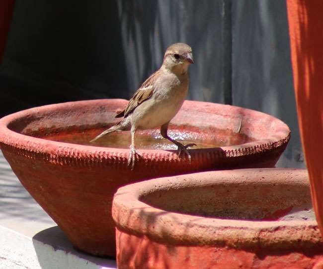 world sparrow day 2022 sparrows live in this house of moradabad birdman built dozens of nests