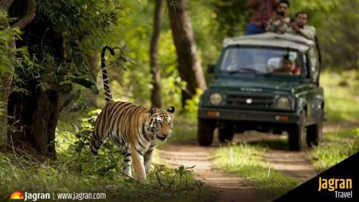 https://www.jagranimages.com/images/newimg/21032023/21_03_2023-04_03_2023-junglesafari_23347246_23362553.jpg