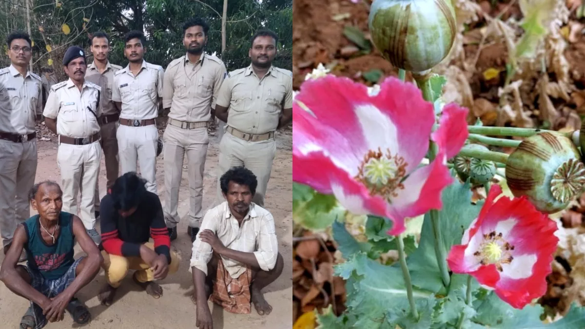 Odisha: संबलपुर में आबकारी विभाग ने किया अफीम की अवैध खेती का पर्दाफाश, 8 हजार पौधों सहित 3 आरोपी गिरफ्तार