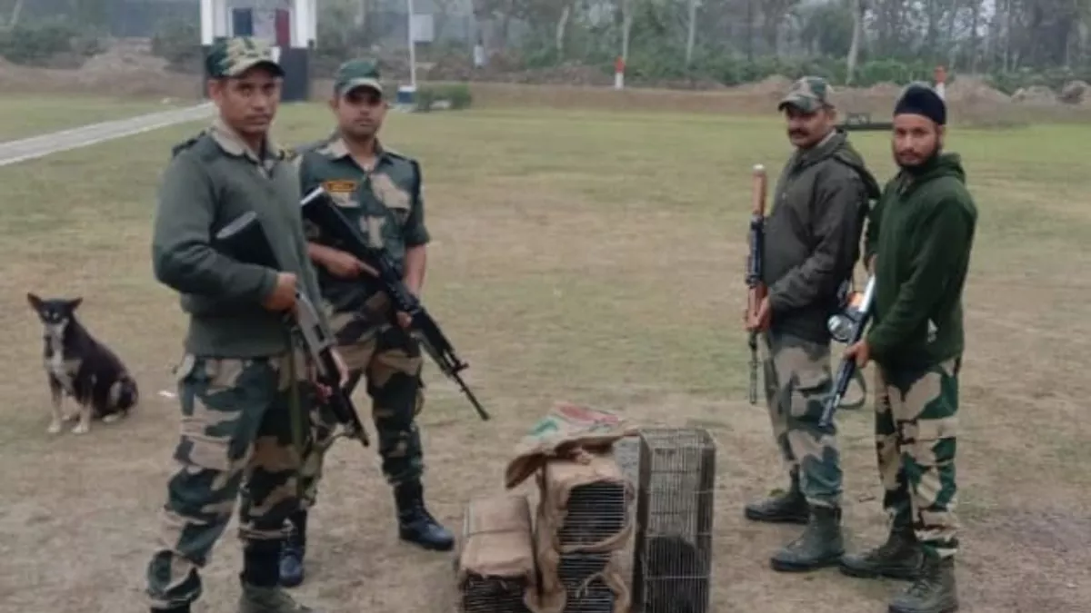 Bengal: BSF ने बांग्लादेश सीमा से दुर्लभ प्रजाति के चार जीवों को तस्करी से बचाया, भारत में भेजने की थी तैयारी