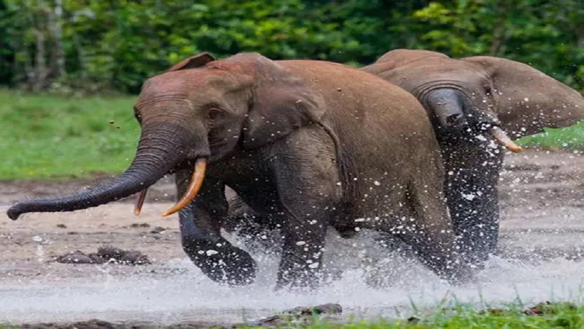 West Bengal: नहीं थम रहा हाथियों का उत्पात, जंगल से घर लौट रहे शख्स को जमीन पर पटका; 2 की मौत
