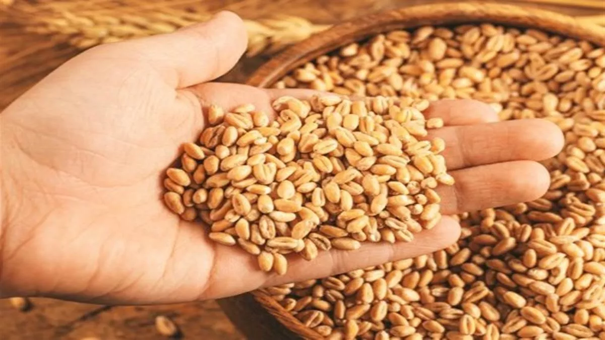 Wheat Rates in Indore: बे-मौसम बारिश और ओले गिरने से MP के मशहूर 'शरबती' को नुकसान, महंगा होगा गेहूं-आटा