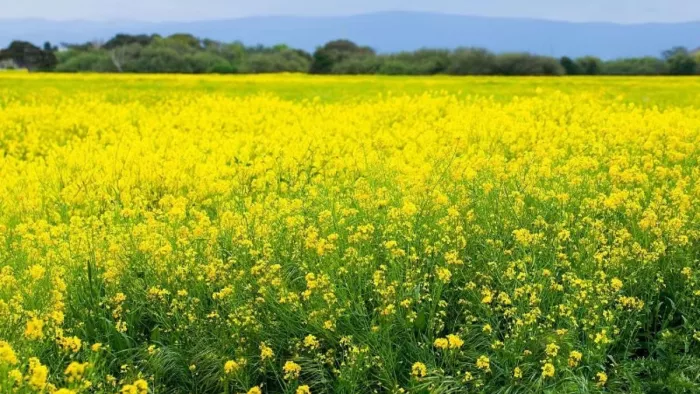 भूख से तड़प रही थी बालिका, क्रूर चाचा ने टॉप उतारकर घोंट दिया गला; सरसों के खेत में...