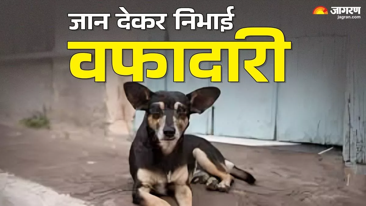 समस्तीपुर में वफादारी की मिसाल बना कुत्ता, मालिक को बचाकर 'मोती' ने खुद खाई गोली; मौके पर हुई मौत