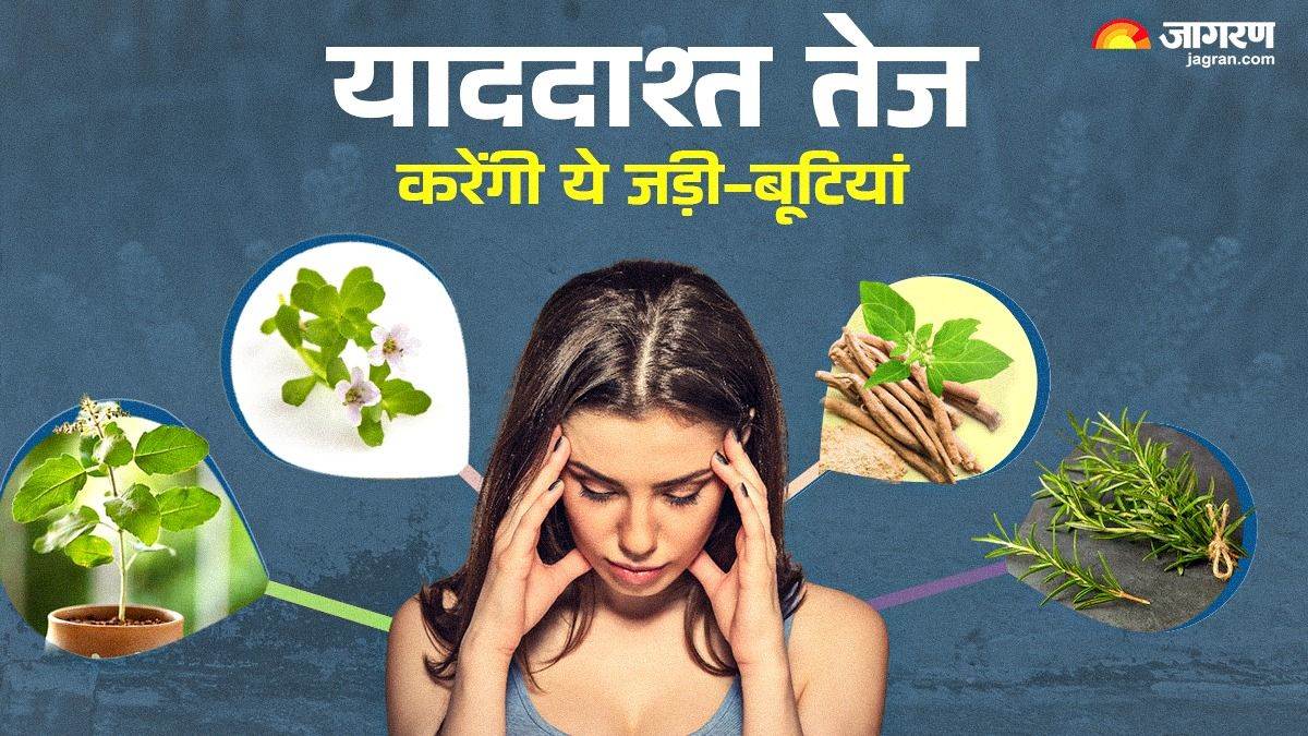 top 6 herbs that boost brain power improve memory and focus naturally check details