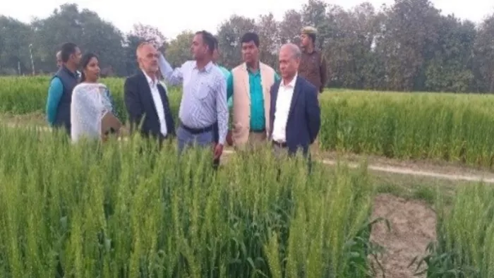 सीएसए कृषि फार्म पर गेंहूं की फसल का निरीक्षण करते कुलपति प्रो. आनंद कुमार सिंह (दाएं से पहले) व अन्य।-संस्थान