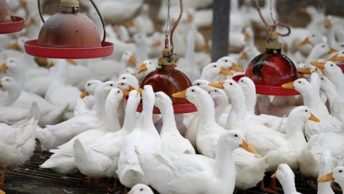 https://www.jagranimages.com/images/newimg/21042024/21_04_2024-bird_flu_23701577.jpg