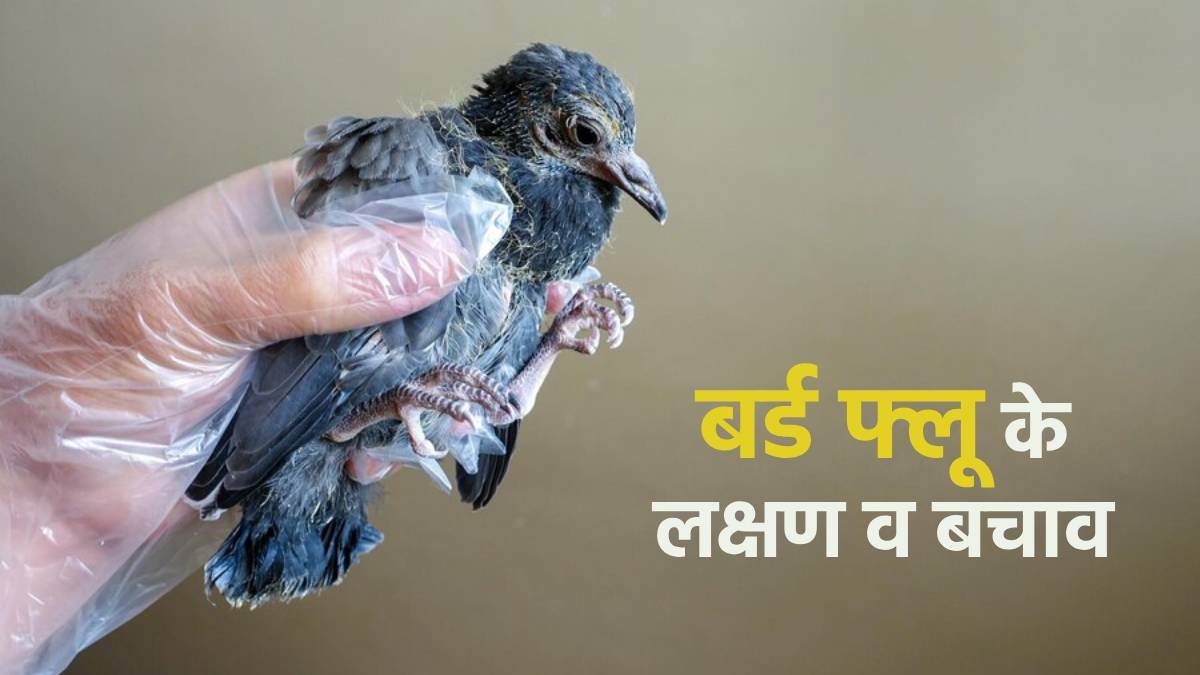 https://www.jagranimages.com/images/newimg/21042024/21_04_2024-bird_flu_symptoms_and_prevention_23701468.jpg