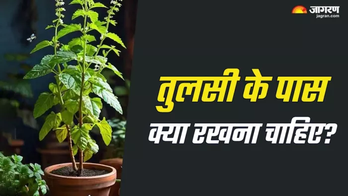 Astro Tips For Tulsi तुलसी के पास ये चीजें रखने से मिलती है मां लक्ष्मी की कृपा।