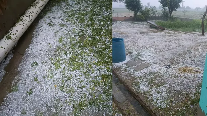 हिमाचल में ओलावृष्टि से फसलों को काफी ज्यादा नुकसान हुआ है। फाइल फोटो