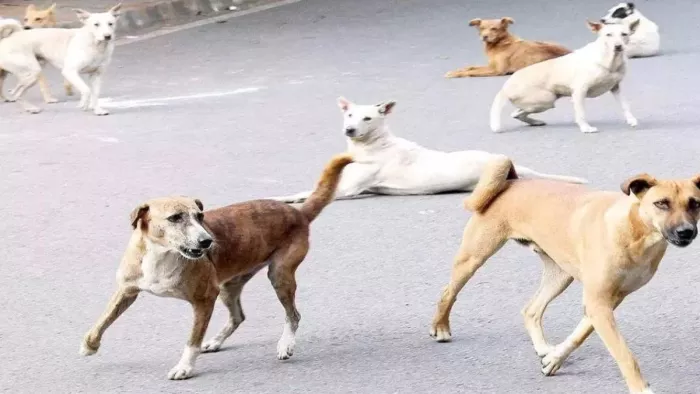 खंडवा में आवारा कुत्तों का आतंक (फाइल फोटो)