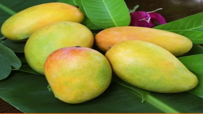 आम निर्यात के लिए मैंगो पैक हाउस की तैयारियां अंतिम दौर में।