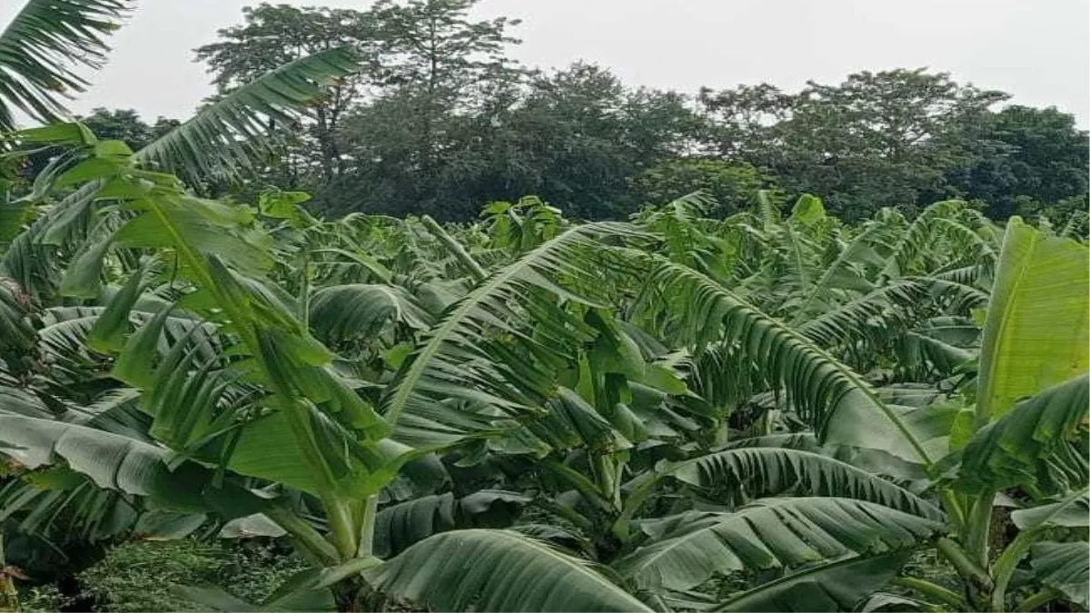 पूर्णिया: आंधी-बारिश ने बढ़ा दी किसानों की परेशानी, केला और मकई की फसल को भारी नुकशान