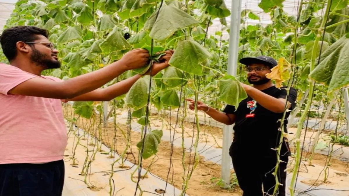 High-tech Farming In India: आपदा में भाइयों ने छोड़ा विदेश, रोपी 'अवसर’ की पौध
